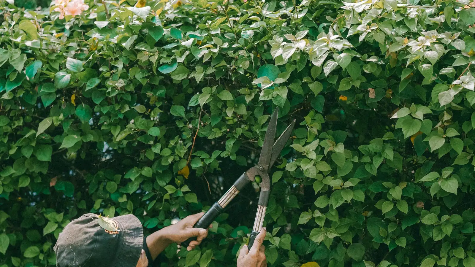 Heckenschnitt mit der Handschere, laufende Gartenpflege