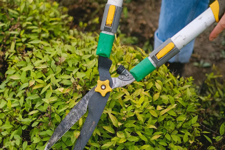 Handschere beim Schnitt einer Hecke, Nahaufnahme